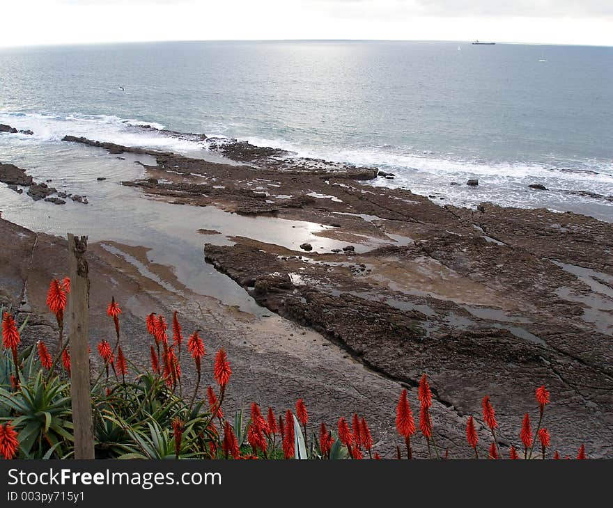 Seaside landscape with beautiful flowers