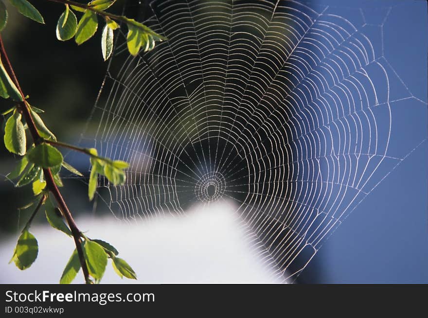 Early Morning work. Oh what a web we weave ...etc. Early Morning work. Oh what a web we weave ...etc