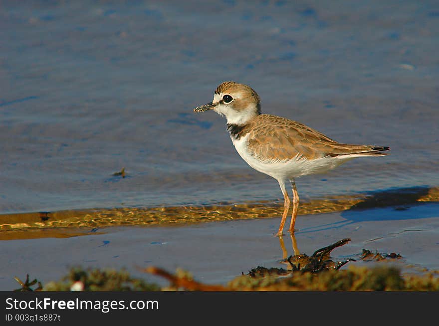 Collared Plover (Charadrius collaris)