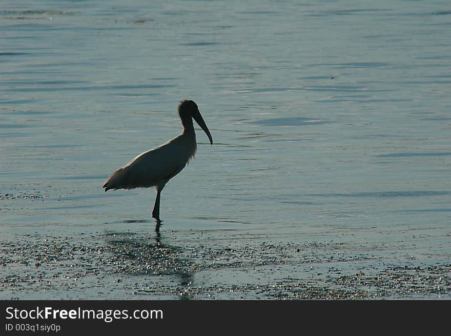 A bird called Wood Stork