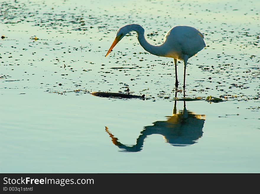 A heron reflex. A heron reflex