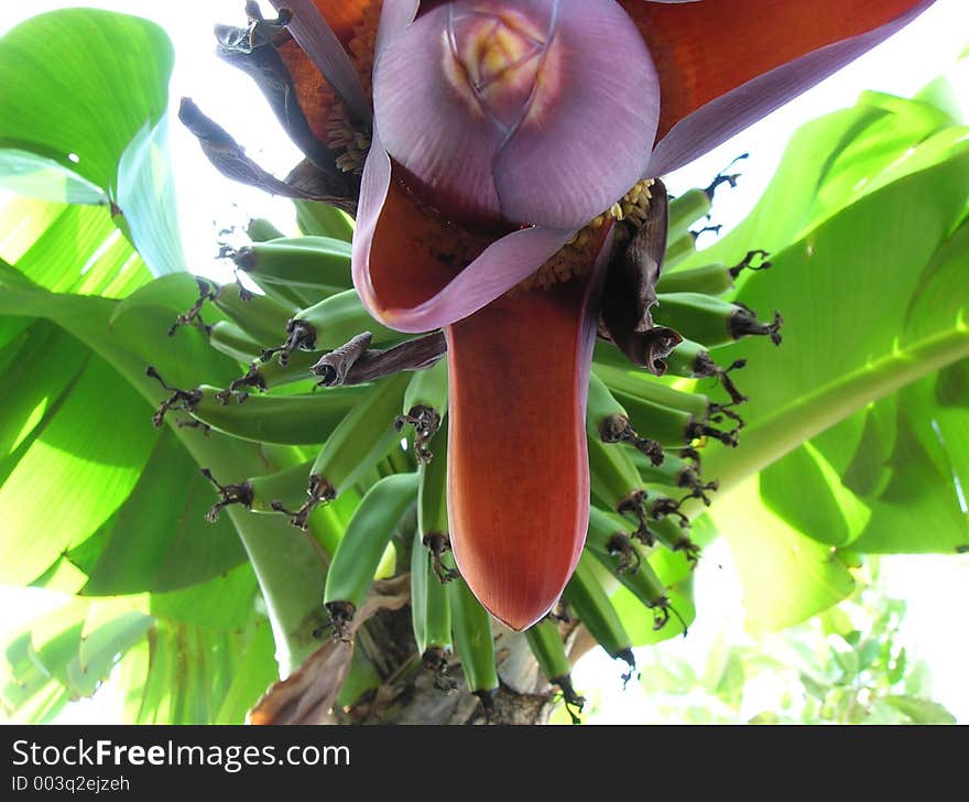 Banana flower with banana's