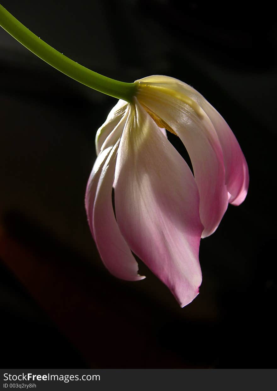 tulip