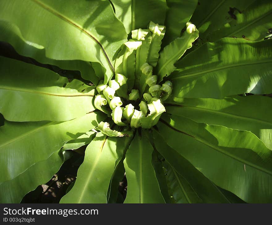 Shot of fern leaves emerging. Shot of fern leaves emerging