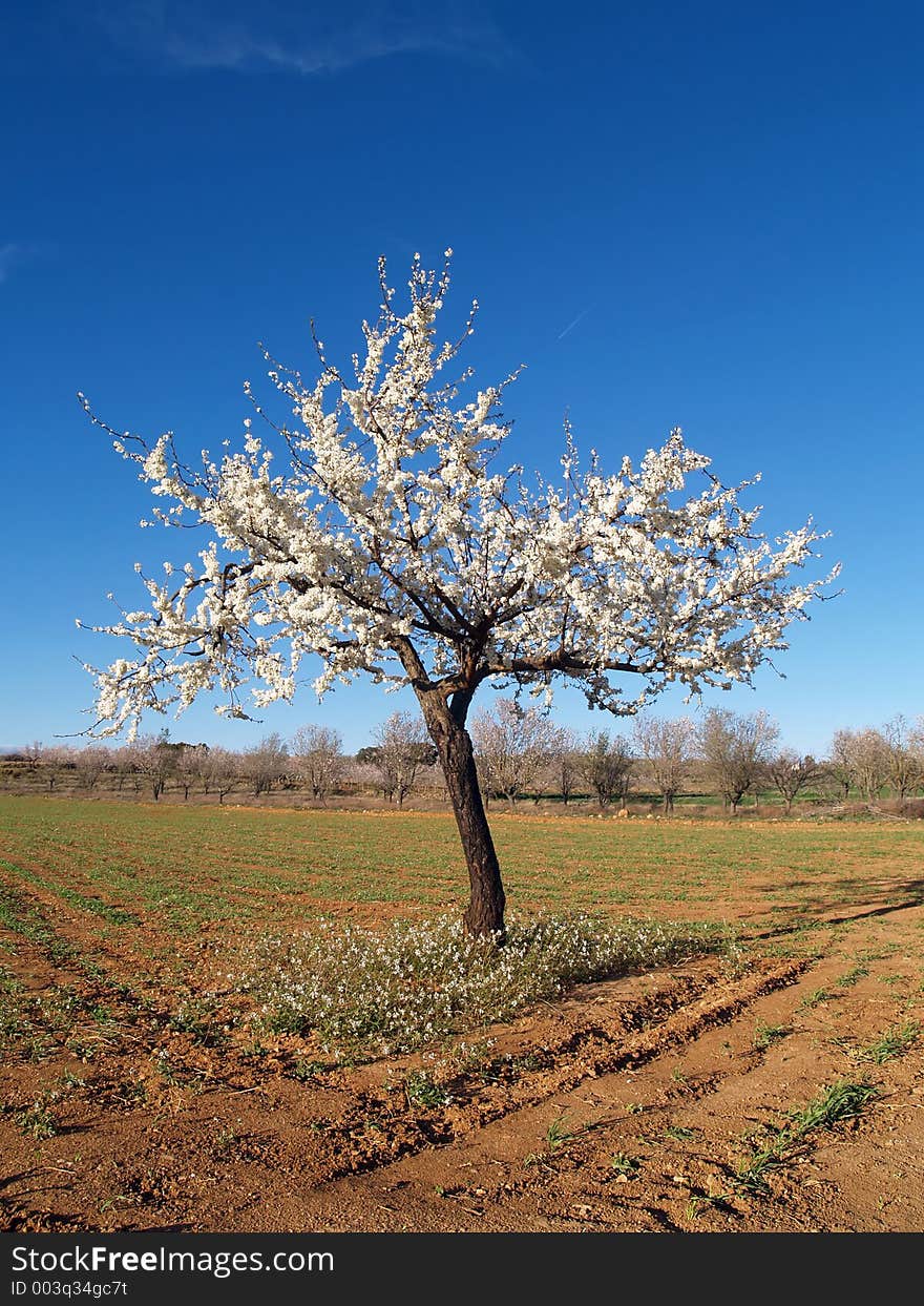 Lonely tree in a field. Lonely tree in a field