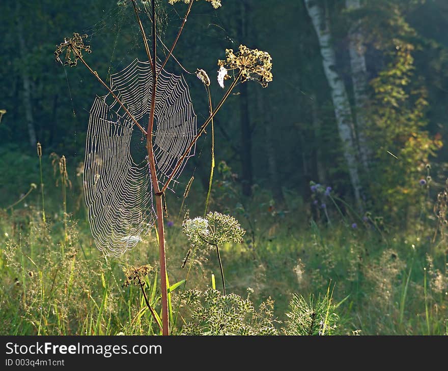 The photo is made in Moscow areas (Russia). Original date/time: 2004:08:31 08:48:17. The photo is made in Moscow areas (Russia). Original date/time: 2004:08:31 08:48:17.