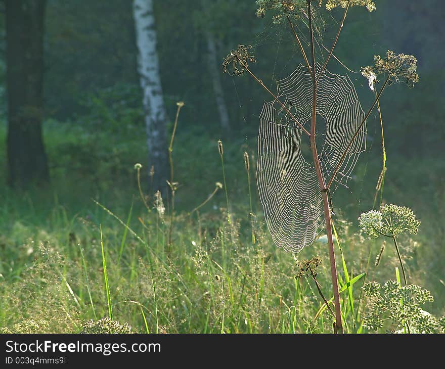 The photo is made in Moscow areas (Russia). Original date/time: 2004:08:31 08:49:26. The photo is made in Moscow areas (Russia). Original date/time: 2004:08:31 08:49:26.