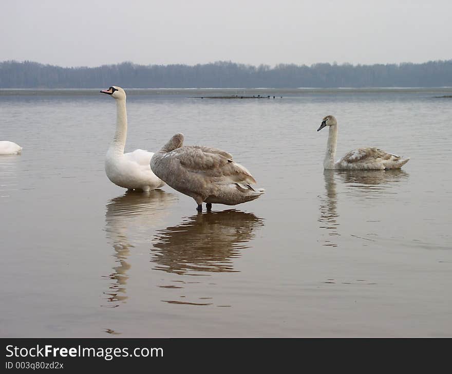 Swans in winter