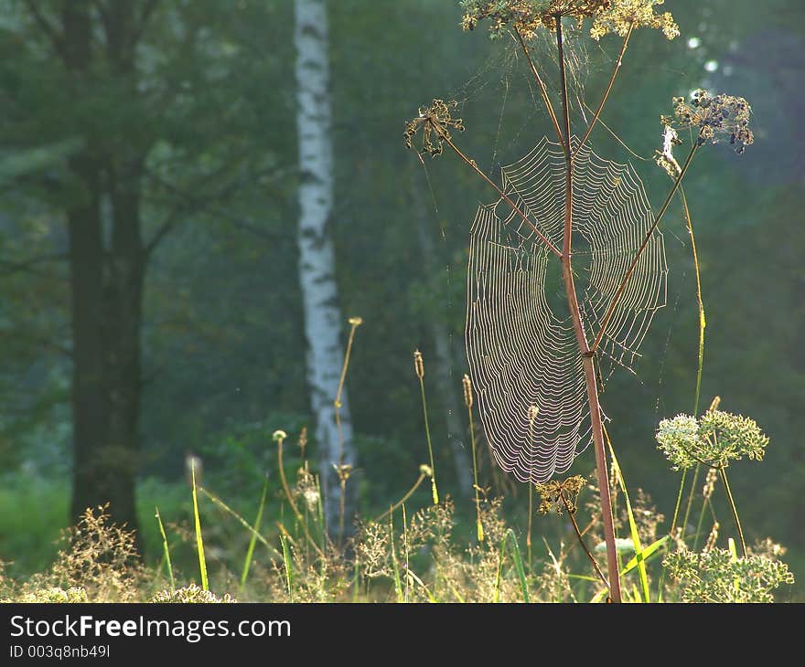 The photo is made in Moscow areas (Russia). Original date/time: 2004:08:31 08:49:46. The photo is made in Moscow areas (Russia). Original date/time: 2004:08:31 08:49:46.