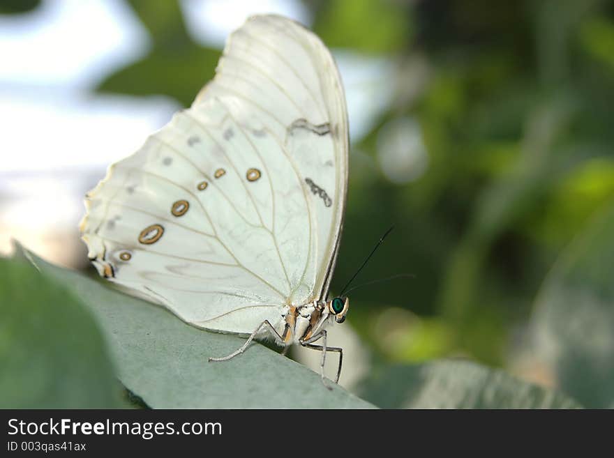 Morpho white (morpho polyphemus)