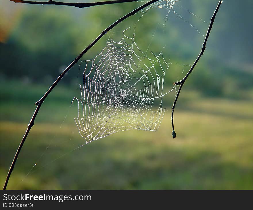 Cobweb.