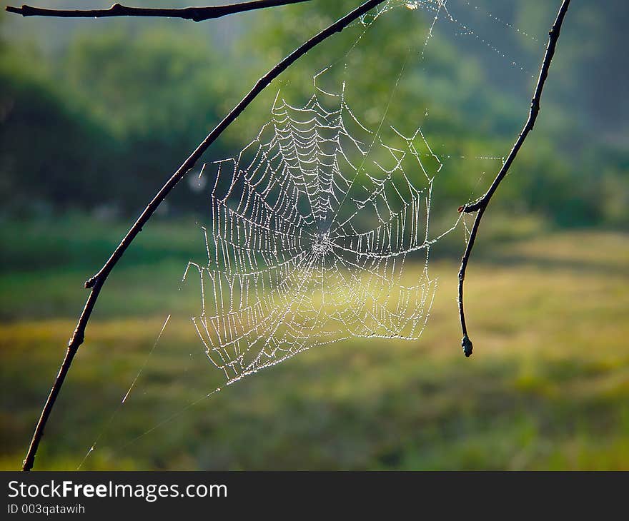 Cobweb.