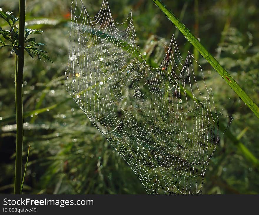 Cobweb.