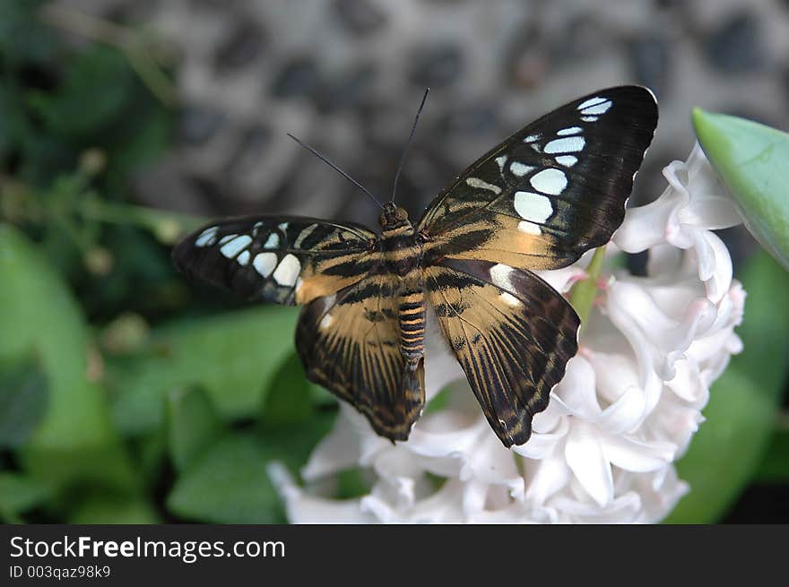 Clipper (parthenos sylvia) on white flower close-up