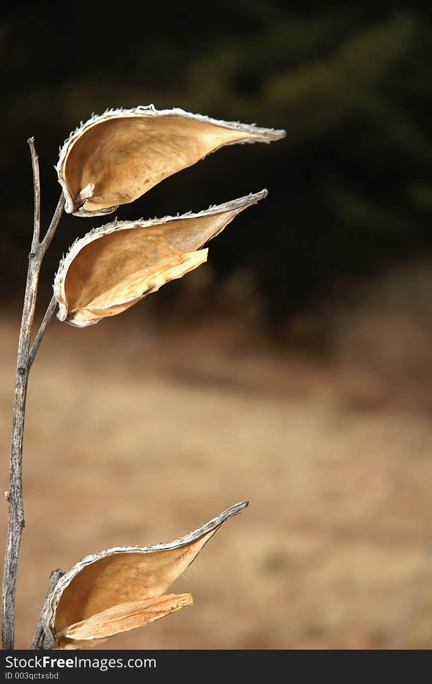 Empty milkweed husks