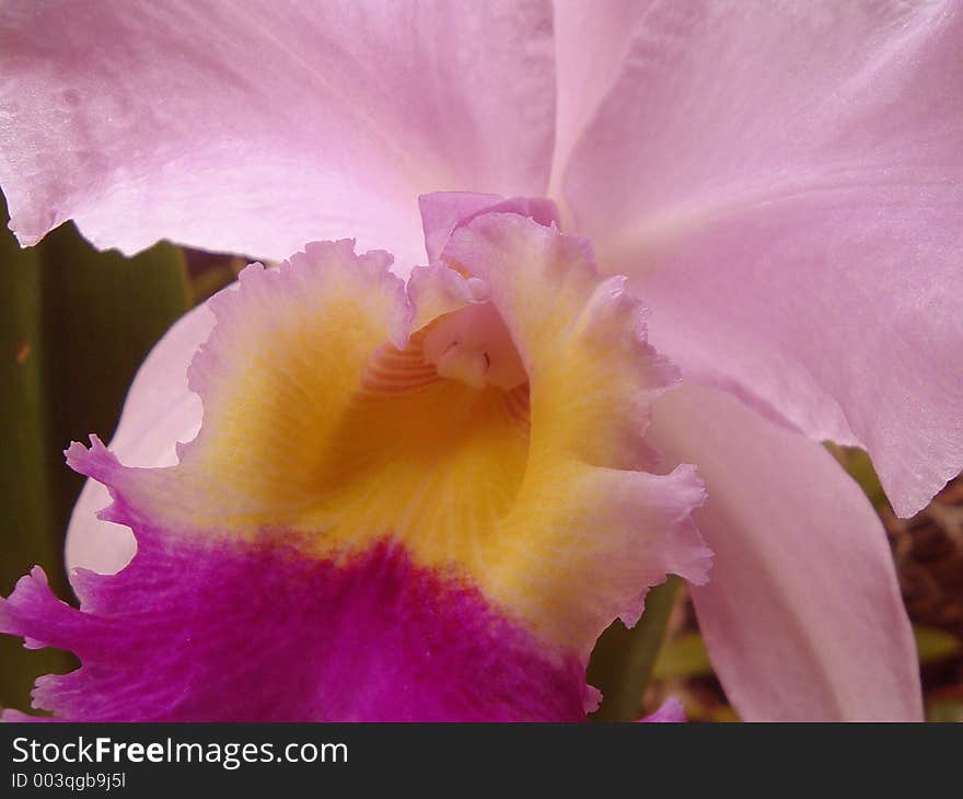 Orchid close-up