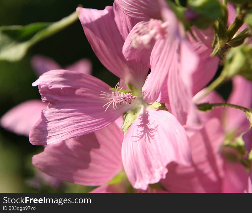 Macro of stamen in wild flower