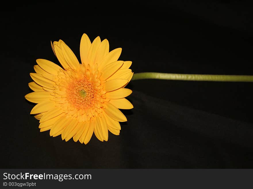 Yellow gerbera