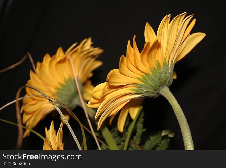 Yellow Gerberas