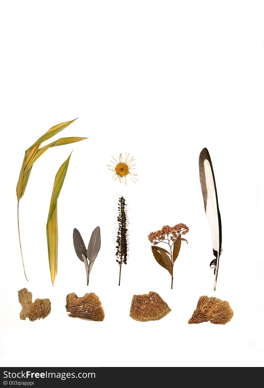 Design of pressed dried plants, flowers and herbs of autumn, plus a magpie feather and four pieces of weathered wood, set against a white background. Design of pressed dried plants, flowers and herbs of autumn, plus a magpie feather and four pieces of weathered wood, set against a white background.