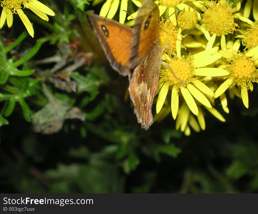 Butterfly feeding on daisies