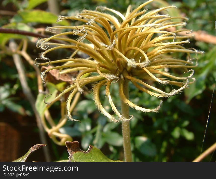 Clematis seedhead