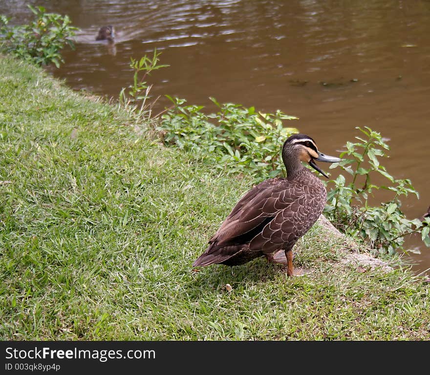 A duck with its beak open, quacking. A duck with its beak open, quacking.