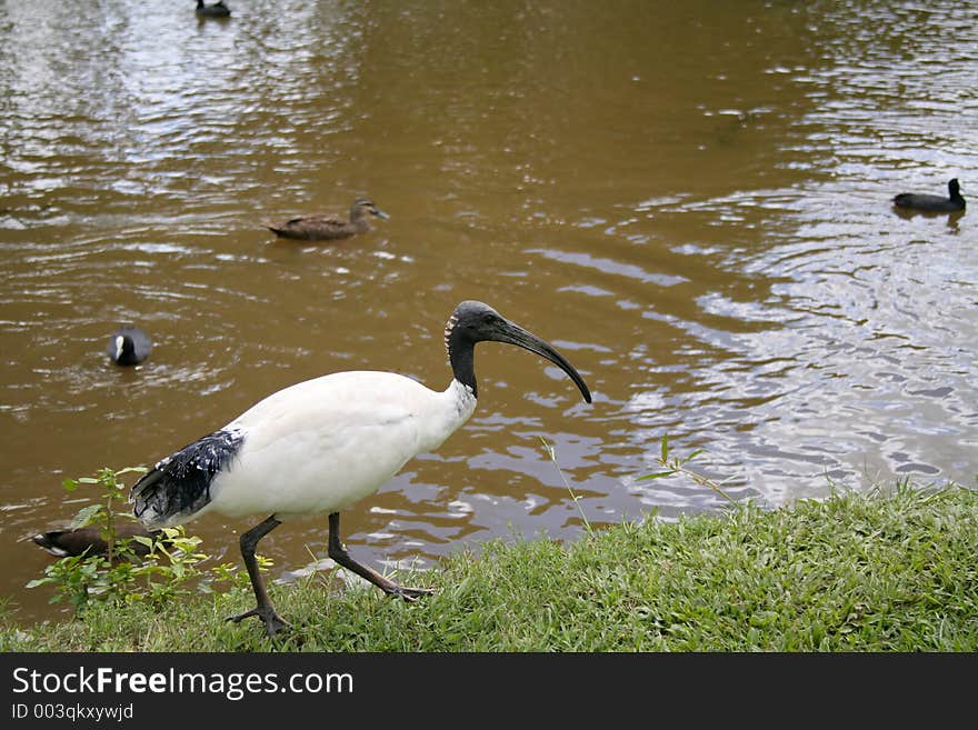 Ibis exploring the bank of the river. Ibis exploring the bank of the river