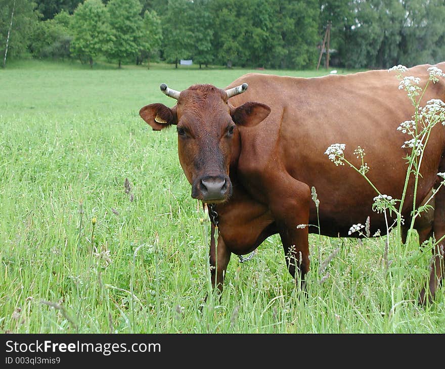 Latvian Brown Cow