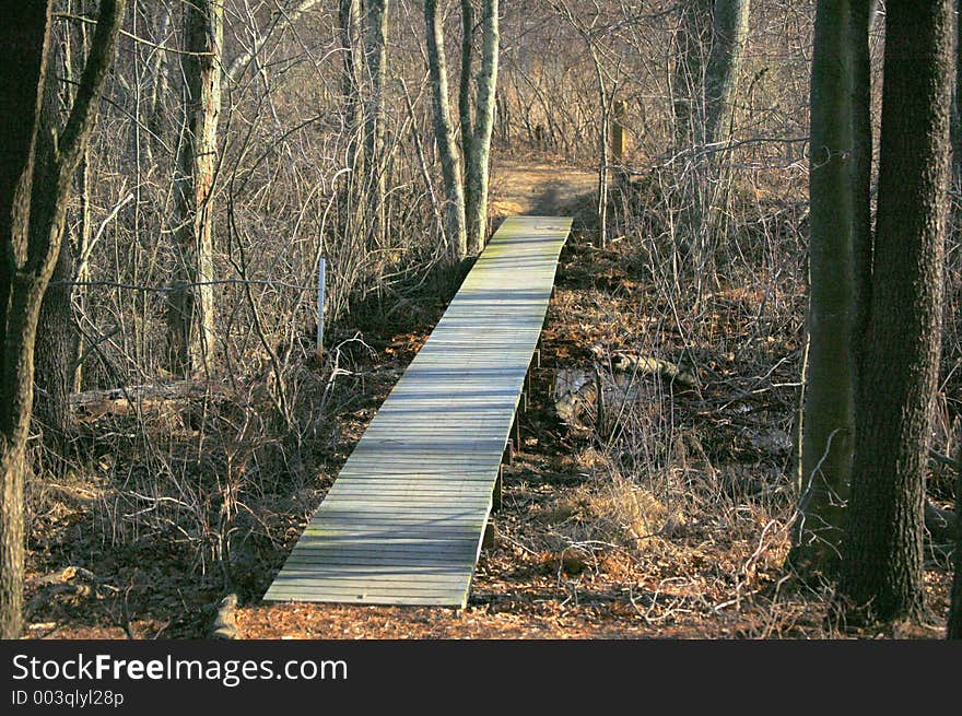 A boardwalk along a forest trail. A boardwalk along a forest trail