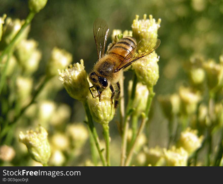 Close Up of Bee on Desert Broom