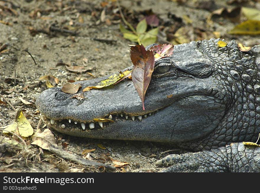 Crocodile Camouflage