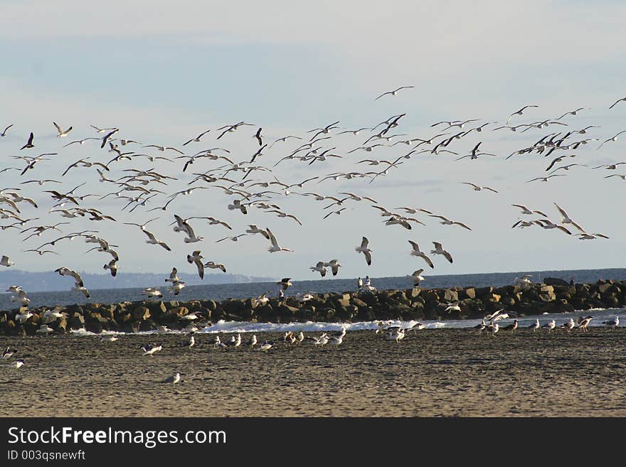 Flock of Seagulls at the beach in Oceanside, California