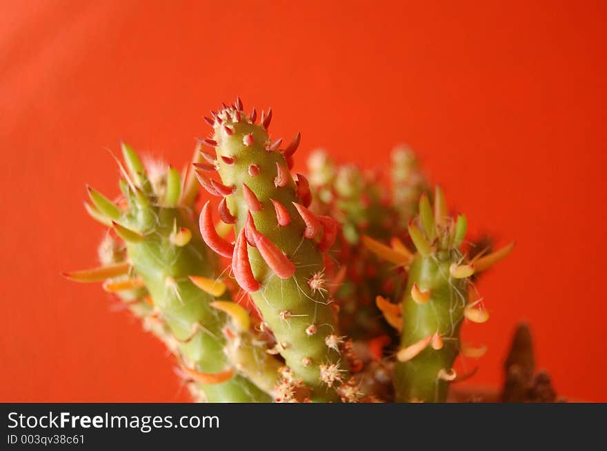 A close look to a cactacea on a red background. A close look to a cactacea on a red background