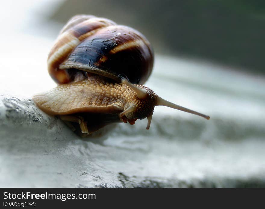 Snail