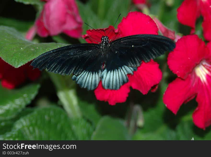 Mormon (papilio) on red flower close-up