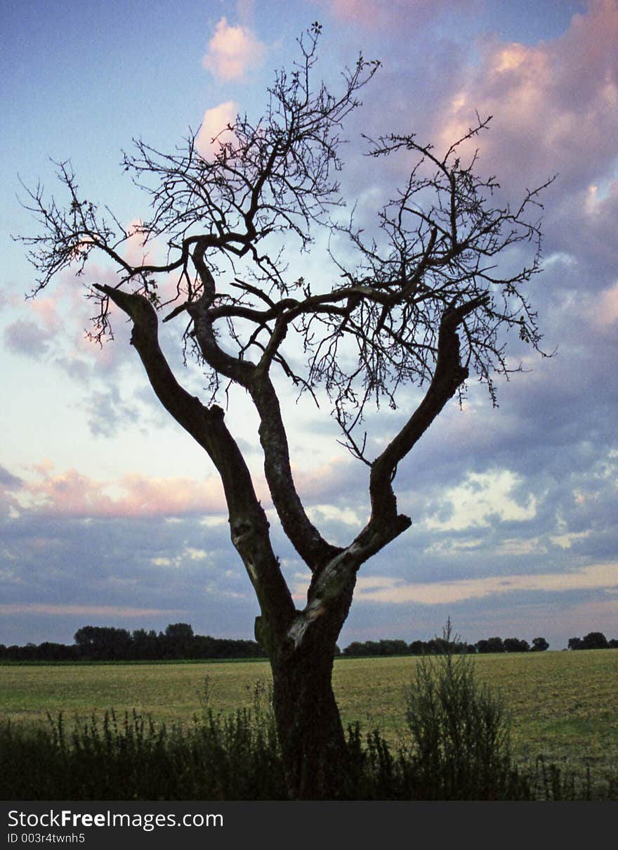 A leafless tree photographed in the beginning sunset.