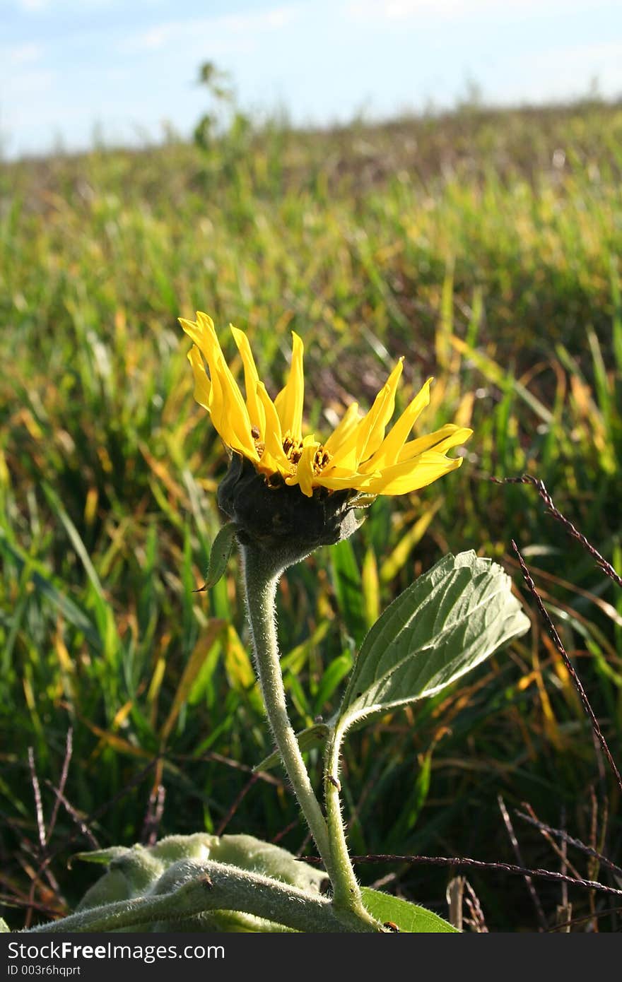 This sunshine is to late it.It is a sunflower at end of autumn. This sunshine is to late it.It is a sunflower at end of autumn.