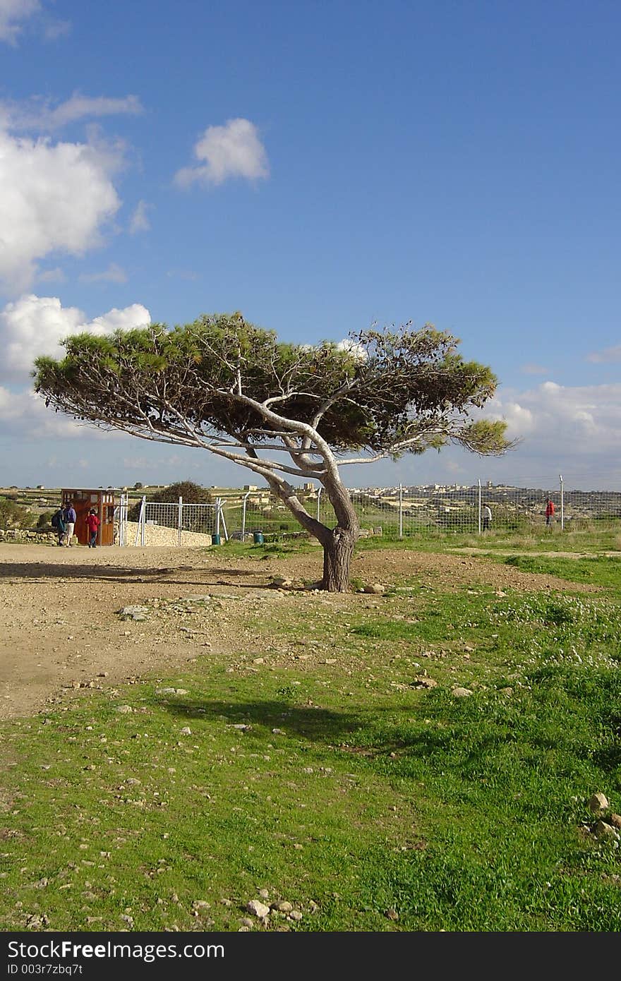 Specially curved tree. Specially curved tree