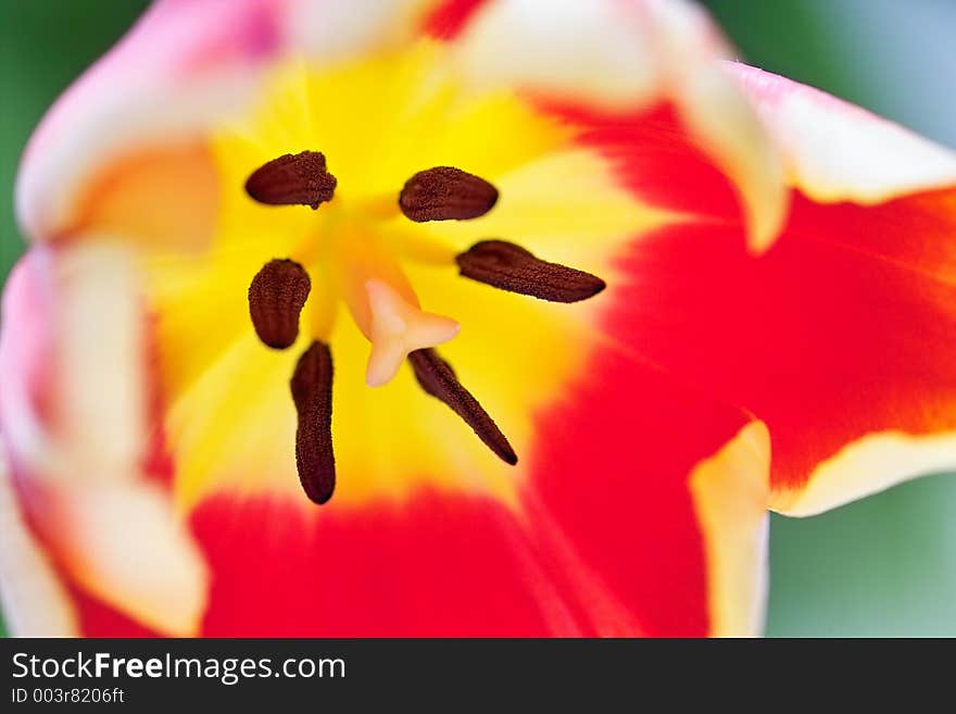 Close-up of a beautiful tulip with shallow DOF. Close-up of a beautiful tulip with shallow DOF