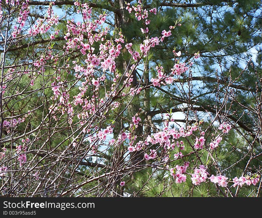 Peach Blossoms Against Pine Trees