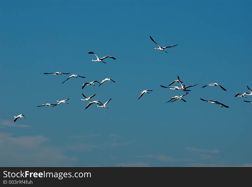 Flamingo Flock