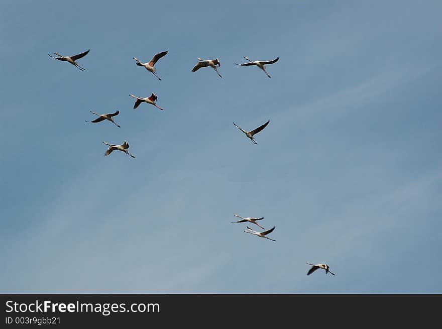 Over Tagus River estuary,Lisbon,Portugal,E.U. 20 km from Lisbon one may find hundreds of flamingos which are almost residents at the river estuary. Over Tagus River estuary,Lisbon,Portugal,E.U. 20 km from Lisbon one may find hundreds of flamingos which are almost residents at the river estuary.