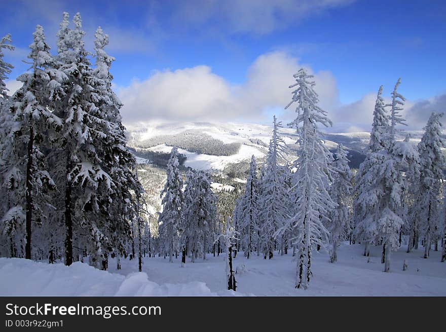 View on trees. View on trees