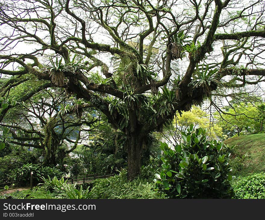 Tree With Ferns