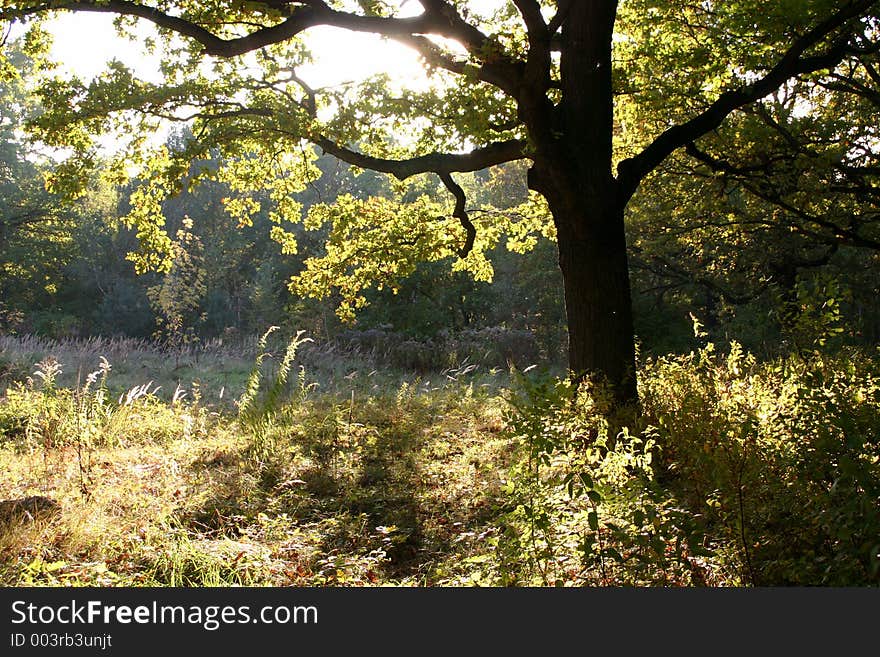 tree in autumn sun