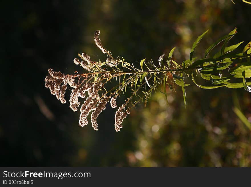 Flower in back light