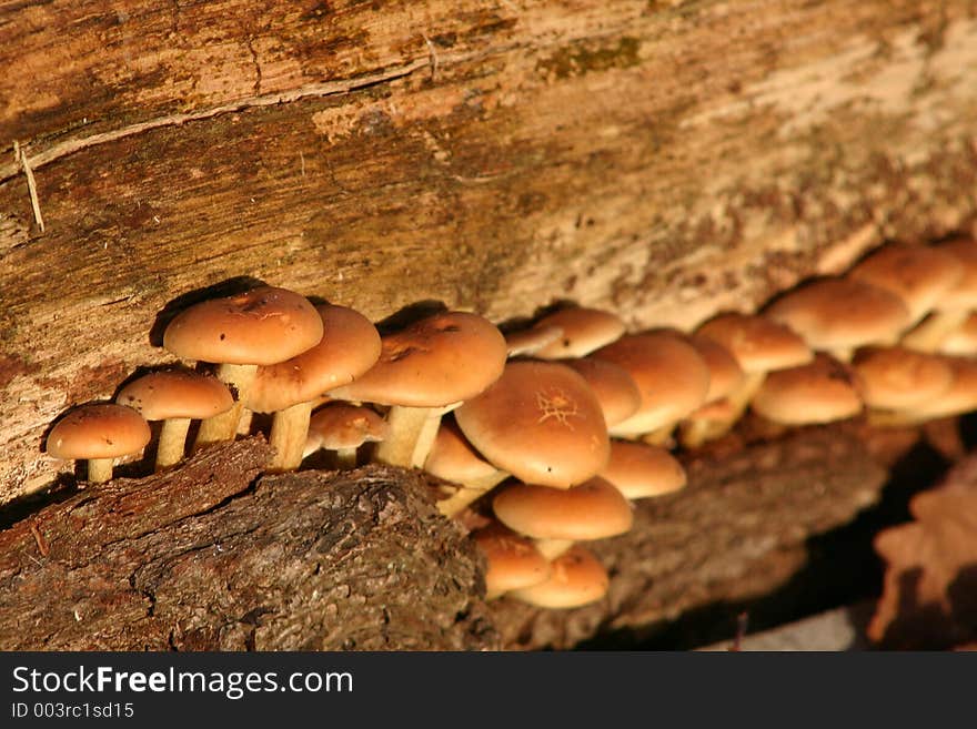 Mushrooms