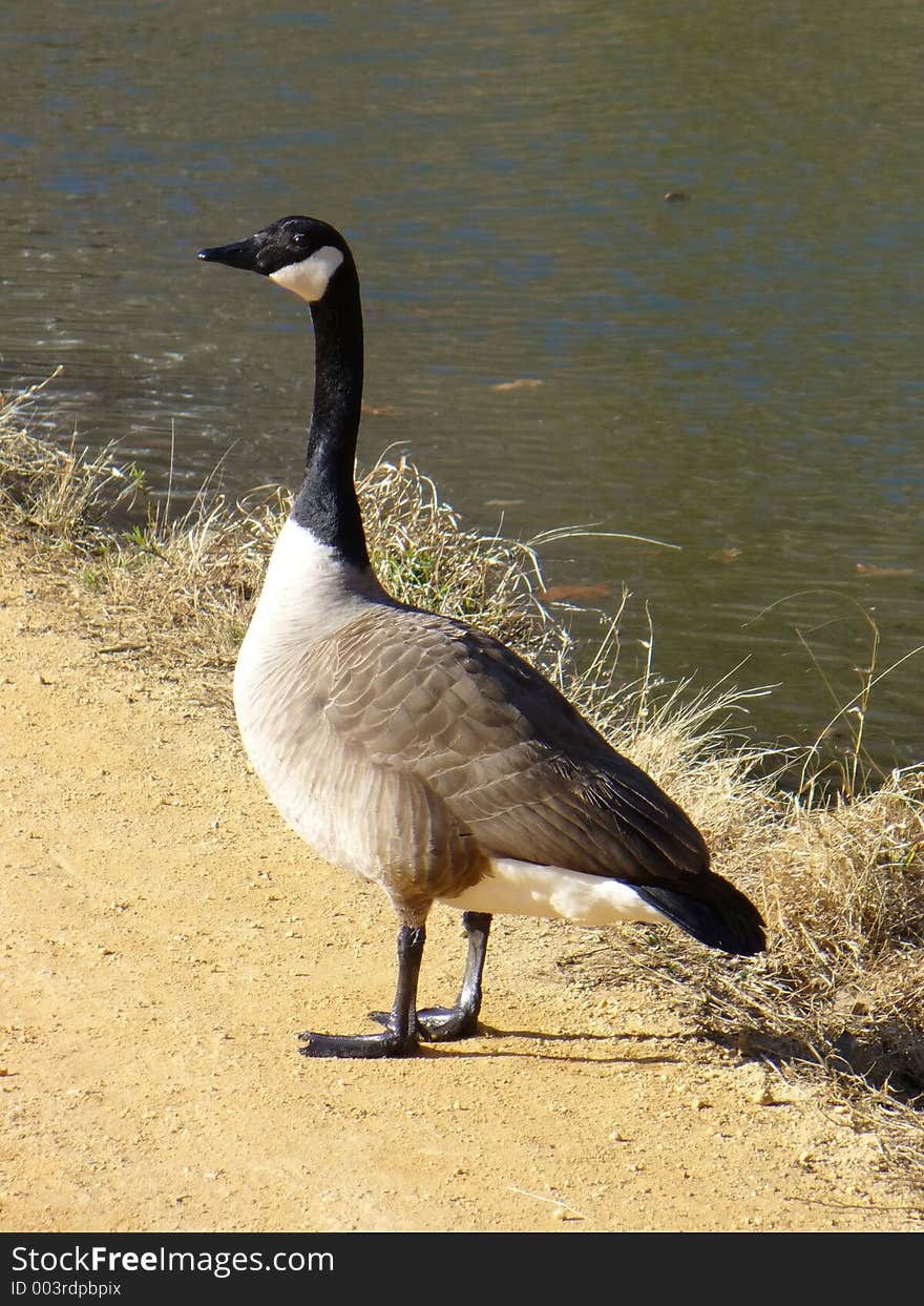 Photo of Canada Goose at Great Falls National Park in Maryland. This bird may head north as summer approaches. Canada Geese are favorite target of hunters. Photo of Canada Goose at Great Falls National Park in Maryland. This bird may head north as summer approaches. Canada Geese are favorite target of hunters.