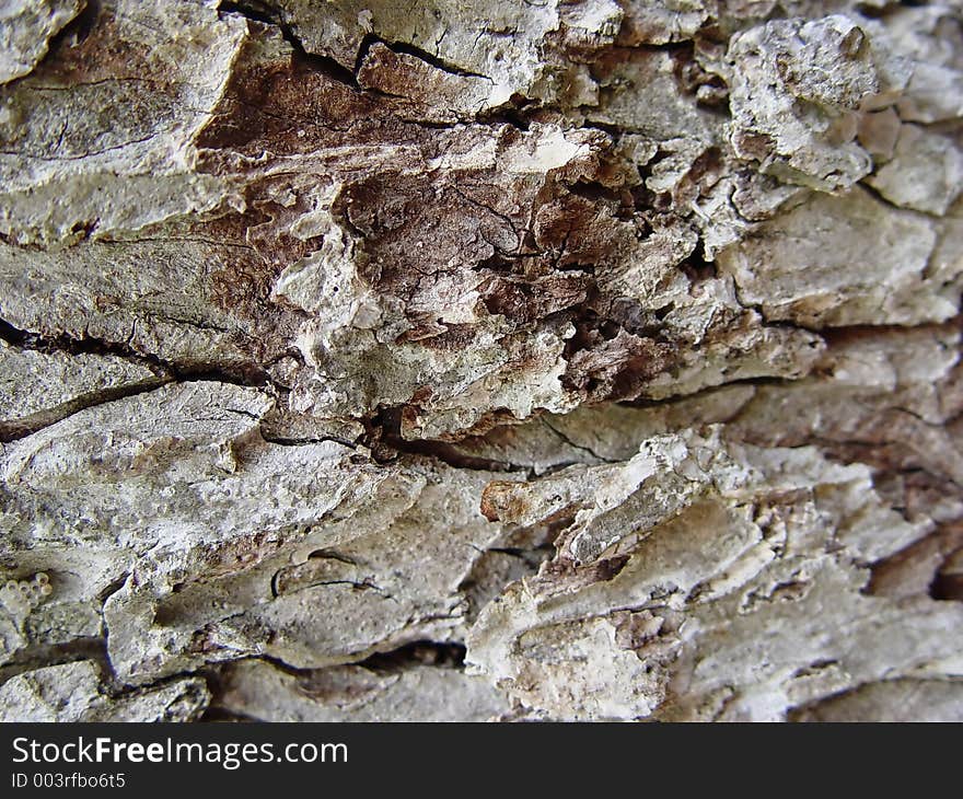 The bark on an old Southern Louisiana Pecan tree. The bark on an old Southern Louisiana Pecan tree